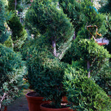 Leylandii Hedging (Cupressocyparis leylandii)