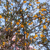 Berberis Evergreen hedging
