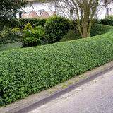 Green Privet hedging (Ligustrum Ovalifolium)