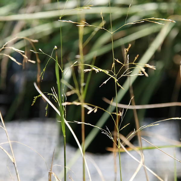 Tufted Hair Grass (Deschampsia Cespitosa)