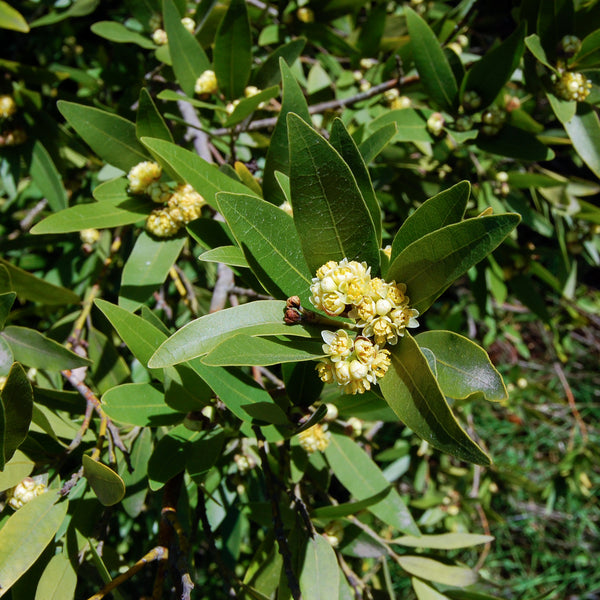 Bay Laurel flower (Laurus nobilis)