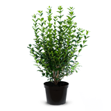Green Privet Pot Grown (Ligustrum ovalifolium)