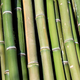 Green Bamboo