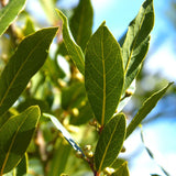 Bay Laurel leaves (Laurus nobilis)