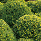 Ilex Crenata Topiary Ball 30cm