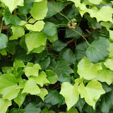 Irish Ivy