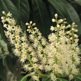 Laurel 'Caucasica' flower