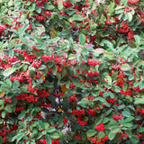 Franchet Cotoneaster hedging (Cotoneaster franchetii)