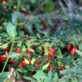 Japanese Barberry berries