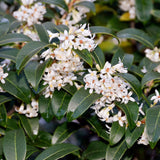 Burkwood osmanthus