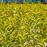 30/40cm Bare Root Golden Privet (Ligustrum ovalifolium 'Aureum')