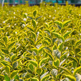 60/90cm Pot Grown Golden Privet (Ligustrum ovalifolium 'Aureum')