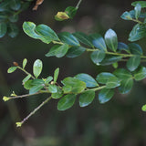 Japanese Holly (Ilex crenata)