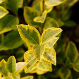 60/90cm Pot Grown Golden Privet (Ligustrum ovalifolium 'Aureum')