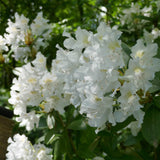 Rhododendron 'Madame Masson' flower cluster (40/50cm Pot Grown)