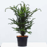 Pot Grown English Yew (Taxus Baccata)