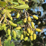 Alder (Alnus glutinosa)