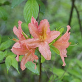Azalea Berryrose (30/40cm pot grown)