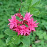 Azalea Homebush (30/40cm pot grown)