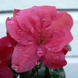 Azalea Japanese Arabesk flower close up (20/30cm pot grown)