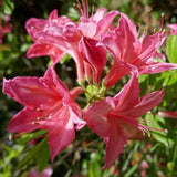 Azalea 'Jolie Madame' (30/40cm pot grown)