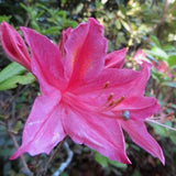 Azalea 'Jolie Madame' (30/40cm pot grown)