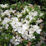 Dwarf Azalea 'Pleasant White' (20/30cm pot grown)