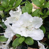 Dwarf Azalea 'Pleasant White' flower (20/30cm pot grown)