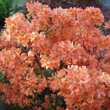 Azalea 'Berryrose' shrub (30/40cm pot grown)
