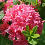 Azalea Homebush flower cluster (30/40cm Pot Grown)