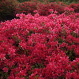 Azalea Japanese Arabesk (20/30cm Pot grown)