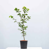 40/60cm Pot Grown Beech (Fagus Sylvatica)