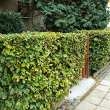 beech hedging (fagus sylvatica)
