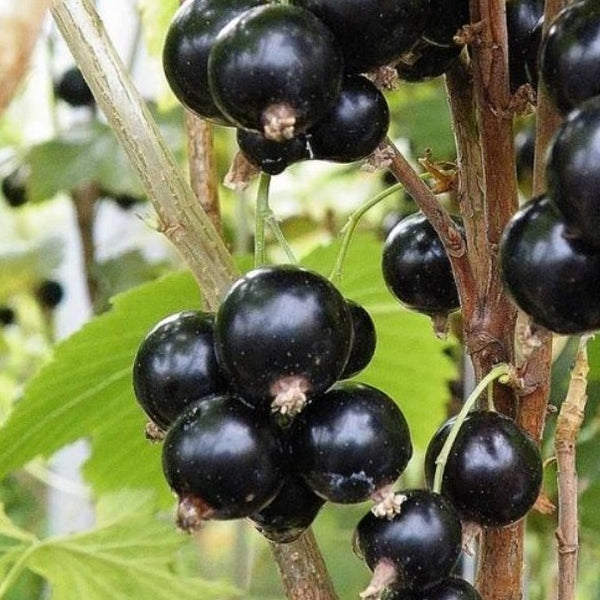 Blackcurrant Ben Sarek (Ribes nigrum Ben Sarek)