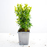 Buxus Sempervirens 20/30cm 8cm Pot