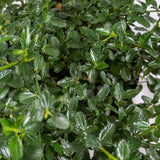 Californian Lilac leaves