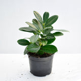 Cherry Laurel 20/40cm Pot Grown