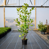 Cherry Laurel 90/120cm Pot