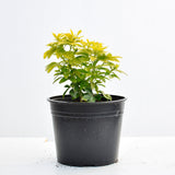 Choisya Ternata Sundance 15/20cm Pot Grown