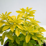 Choisya Ternata 'Sundance' (Mexican Orange Blossom)