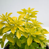 15/20cm Pot Grown Choisya Ternata 'Sundance' (Mexican Orange Blossom)