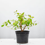 Cornus Sanguinea- 20-40cm Pot