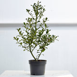 English Holly 60/90cm Pot Grown