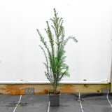 20/30cm P9 Pot Grown English Yew (Taxus baccata)