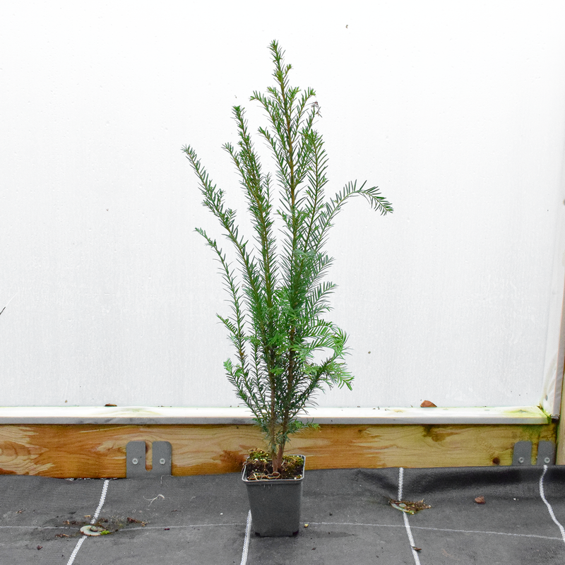 20/30cm p9 pot grown English Yew (Taxus Baccata)