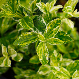 Euonymus harlequin leaf close up 2