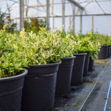 Euonymus Harlequin 15-20cm