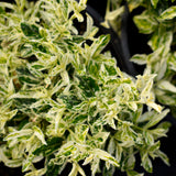 Euonymus Harlequin leaf close up