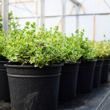 15/20cm Pot Grown Euonymus 'Emerald Gaiety' (Euonymus fortunei 'Emerald Gaiety')