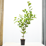 Bare Root Beech (Fagus Sylvatica)